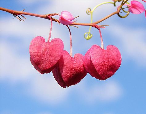 Let us love one another, for love is from God. ~ 1 John 4:7 (ESV) *Photo of coral vine in Australia Heart In Nature, I Love Heart, Hanging Hearts, Bougainvillea, True Friends, Flower Heart, Nature Wallpaper, Love Is All, Nature Beauty