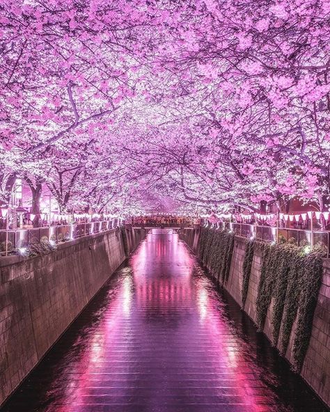 One of the best places in all of Tokyo to see the beautiful sakura is the Meguro River Cherry Blossoms Promenade. This several kilometers… Japan Flower Garden, Kyoto Japan Cherry Blossom, Meguro River, Japan Village, Anime Cherry Blossom, Japanese Wallpaper Iphone, Japan Cherry Blossom, Cherry Blossom Wallpaper, Cherry Blossom Japan