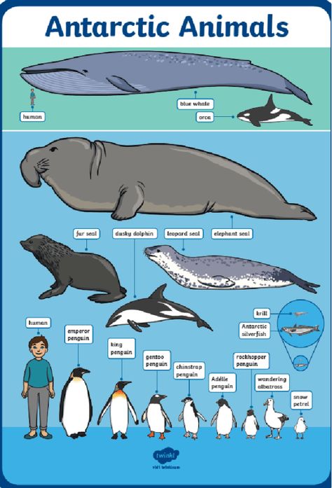 Pelagic Fish, Antarctic Animals, Leopard Seal, Cold Deserts, Habitat Destruction, Southern Ocean, Large Animals, Mammals, Animals