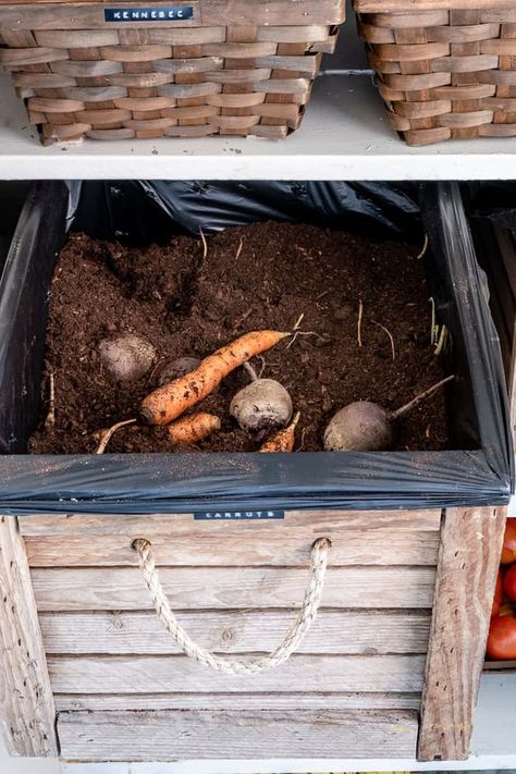 Long Term Food Storage | A Guide For your Vegetables. - How To Store Beets, Storing Root Vegetables, Diy Vegetable Storage, Beet Tops, Carrot Storage, How To Store Carrots, How To Store Tomatoes, Purple Carrots, Storing Produce