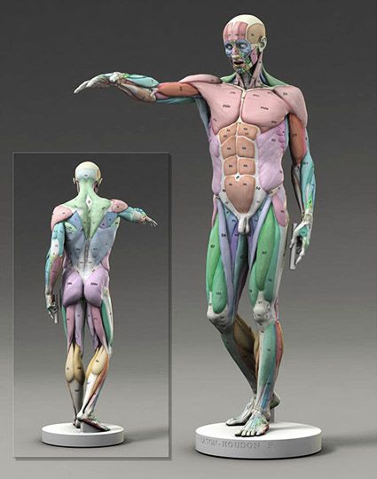 남성 근육, Human Anatomy Reference, Human Anatomy For Artists, Anatomy Images, Anatomy Practice, Life Drawing Reference, Man Anatomy, Anatomy Sculpture, Anatomy Models