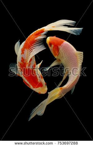 Koi fish fish, koi, animal, background, white, golden, carp, colorful, red