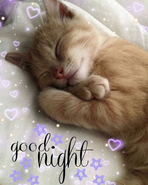 Cat Good Night, Nighty Night Quotes, Good Night Pic, Night Pic, Good Morning Cat, Good Night Cat, Good Night Love Quotes, Good Night Funny, Morning Cat