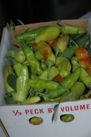 Mildly hot, addictive, medium peppers for Greek salads. It has been very difficult for me to resist eating these as fast as I put them up. They are the star of the year from my 2013 garden. I will pickle as many as I can, give very few away, and grow Pepperoncinis again next year! Pepperoncini Recipes, Pickled Pepperoncini, Greek Salads, Pepperoncini Peppers, Pepperocini Recipes, Green Chili, Chilli Pepper, Garden Recipes, Olive Garden