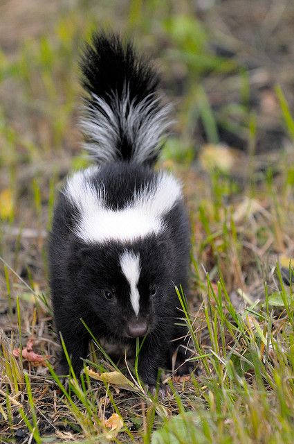 Different Types Of Skunk Stripes, Pet Skunk, Skunk Photography, Skunk Sleeping, Spotted Skunk, Dogs Sprayed By Skunk, Baby Skunks, Regnul Animal, Interesting Animals