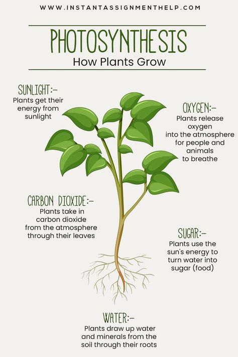 How Plants Grow | Science for Kids | Photosynthesis Plant Biology Notes, Photosynthesis Drawing, Photosynthesis Projects, Biology Homework, Science Flashcards, Water Rabbit, Science Homeschool, Biology Plants, How Plants Grow