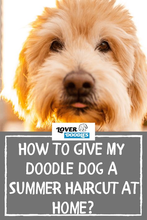 Diy Dog Haircut, Diy Labradoodle Grooming, Diy Goldendoodle Grooming, Doodle Cuts For Summer, How To Groom Your Doodle At Home, How To Groom A Doodle At Home, How To Groom A Labradoodle At Home, Golden Doodle Long Hair, Diy Dog Grooming Station At Home