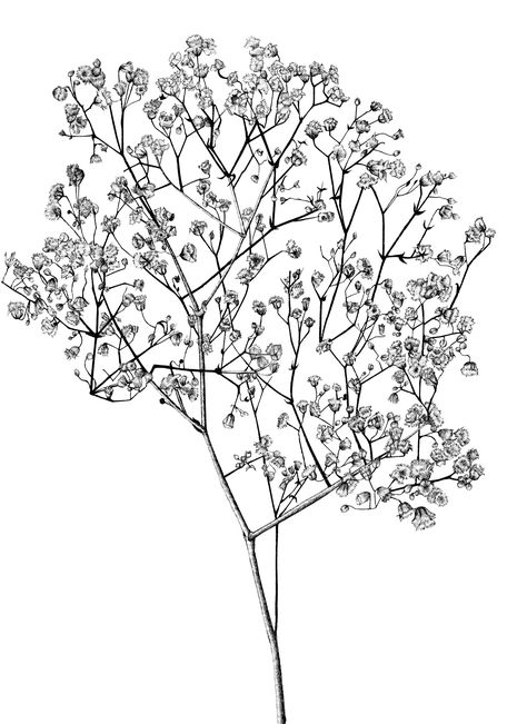 Babys Breath Drawings, Baby's Breath Flower Drawing, Baby’s Breath Drawing, Baby Breath Drawing, Gypsophila Drawing, Baby's Breath Drawing, Gypsophila Tattoo, Baby Breath Tattoo, Breath Drawing