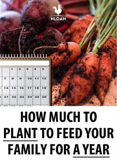 We'll tell you exactly how much of each veggie to plant to feed a family of 4 for a whole year. Plus, season extension and succession planting to get the most out of your garden. #nloah #gardening Date Plant, Spring Crops, Succession Planting, French Country Garden, Small Greenhouse, Survival Gardening, Family Eating, Veg Garden, Family Garden