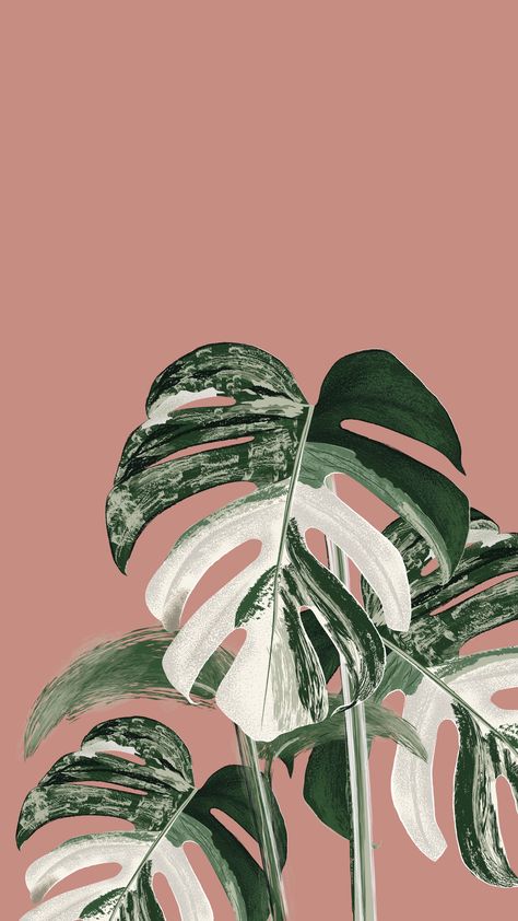 An illustration of Monstera Variegata Monstera Wallpaper Iphone, Monstera Wallpaper, Sage Aesthetic, Monstera Variegata, Seni Mural, Plant Sketches, Zestaw Ikon, نباتات منزلية, Unique Houseplants