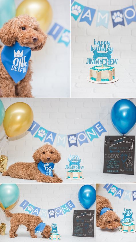 Royal Blue And Gold Cake, Blue And Gold Cake, Dog Birthday Photoshoot, Dog Birthday Pictures, Gold Cake Smash, Doggie Birthday, Dog First Birthday, First Birthday Cake Smash, Puppy Birthday Parties