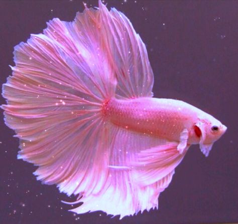 Kinda based off of the little mermaid but with a twist?.....idk how t… #fanfiction #Fanfiction #amreading #books #wattpad Pink Beta Fish, Pink Betta Fish, Fish Tank Ideas, Betta Fish Types, Unique Fish, Pretty Fish, How To Explain, Pink Fish, Beta Fish