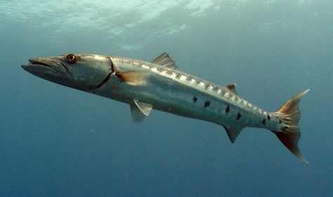 pictures of barracudas fish | Great barracuda (Sphyraena barracuda) Sea Turtle Pictures, Florida Fish, Fishing Photos, Salt Water Fish, All Fish, Exotic Fish, Ocean Creatures, Marine Animals, Great Barrier Reef