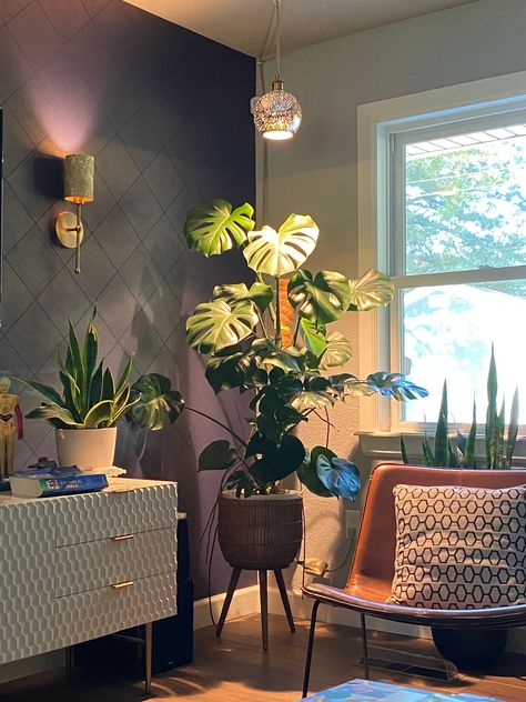 How to Use Grow Lights for Houseplants | The Sill Grow Lights For Houseplants, Indoor Grow Lights, Best Grow Lights, Indoor Grow, Privacy Trees, Indoor Trees, Patio Plants, Terrarium Plants, Blooming Plants