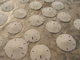 The Better Part: Sand Dollar Shadowbox Sand Dollar Display, Sand Dollars, Seashell Crafts, Sand Dollar, Shell Crafts, Shadow Boxes, Display Boxes, Sea Shell, On Vacation