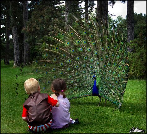 Peacock Raising, Peacock Family, Peacock Dancing In Rain, Peacock Farming, The Resort Peacock, Peacock Spreading Feathers, Peacock Images, Loud Noises, Kids Watches