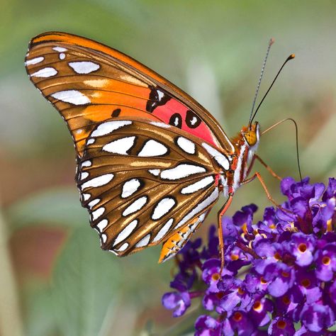 Gulf Fritillary Butterfly | naturetime Gulf Fritillary Butterfly, Fritillary Butterfly, Moth Art, Wallpapers For Desktop, Cherry Blossom Flowers, Butterfly Watercolor, For Desktop, Dragonflies, A Butterfly