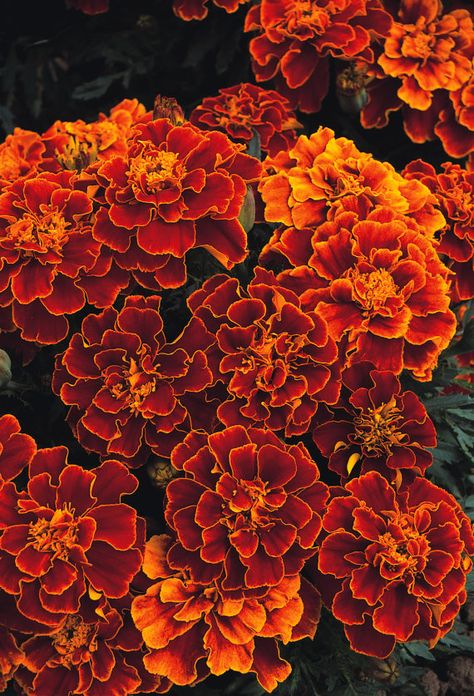 Annual: SPANISH BROCADE Marigold Seeds - Easy To Grow - Fresh Seed, High Quality,High Germination Grow Height, Marigold Seeds, Small Pots, When To Plant, Planting Pots, Glassine Envelopes, Attracting Bees, Hardy Perennials, Seed Packets