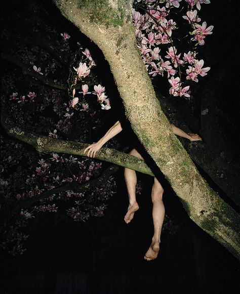 A Tree, In The Dark, At Night, A Woman, Flowers, Photography, Pink, Art