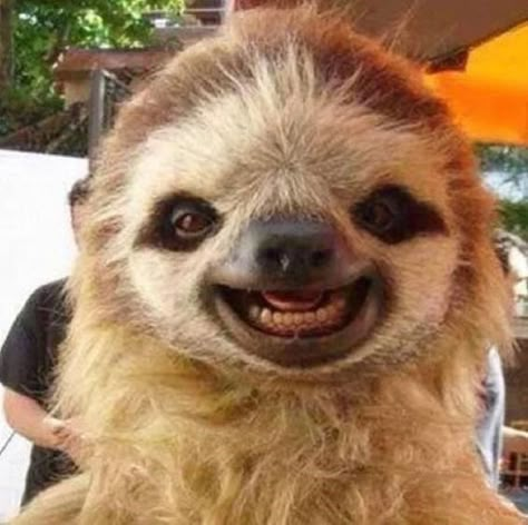 Funny Sloth Pictures, Cute Sloth Pictures, Smiling Animals, Silly Photos, Sloths Funny, Baby Sloth, Cute Sloth, Silly Animals, Cheer You Up