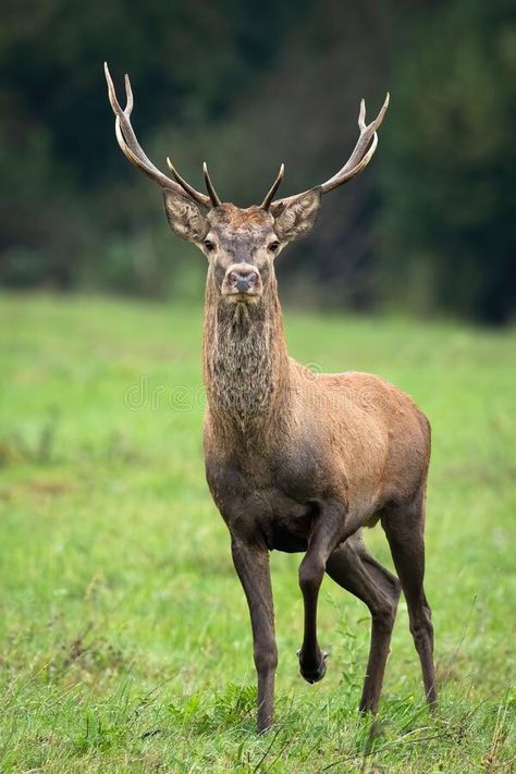 Deer Front View, Red Deer Stag, Grass Photo, Deer Stags, Red Deer, Front View, Green Grass, Photography Art, Deer