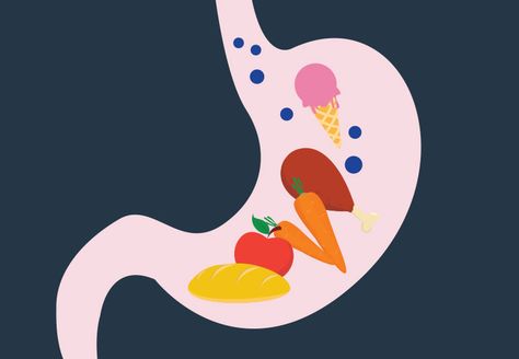 Learn the factors that control how long digestion takes, along with how long it takes to digest water and other liquids. Christine Lee, Help With Digestion, Large Bowel, Gastric Problem, Food Meaning, Planting Tips, Food For Digestion, Digestive Juice, Homemade Syrup