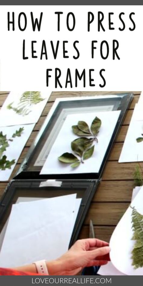 Learn how to frame pressed leaves. If you are looking for a fun stay at home activity, go to your backyard and create some beautiful artwork with pressed leaves. This simple DIY will be add so much meaning to your home decor. How To Preserve Leaves, Pressed Plant Art, Herbarium Art, Summer Home Decor Ideas, Leaf Art Diy, Pressed Flowers Frame, Pressed Flowers Diy, Plant Artwork, Nature Inspired Home