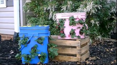 The Homestead Survival | Re-purpose Kitty Litter Buckets Into Strawberry Pots | http://thehomesteadsurvival.com Strawberry Pot, Strawberry Planter, Strawberry Pots, Wild Food Foraging, Strawberry Planters, Kitty Litter, Tower Garden, Survival Gardening, Aquaponics System