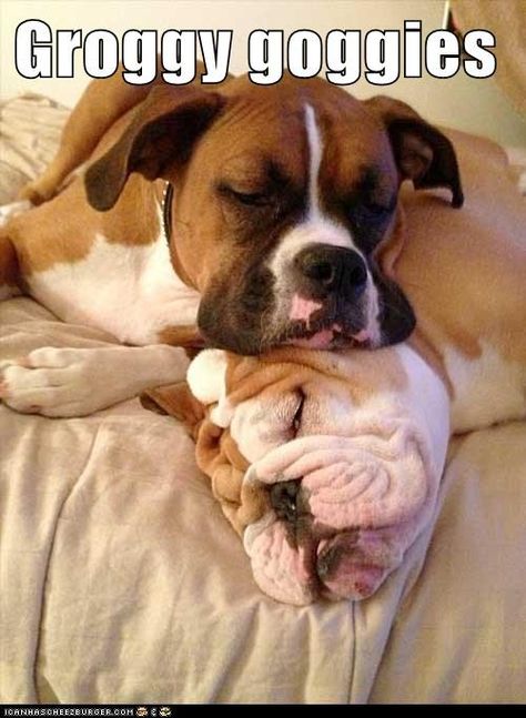 Funny Bulldog Pictures, Boxer Dog Quotes, Boxer Rescue, Boxer Bulldog, Cute Boxers, Bulldog Funny, Funny Pictures With Captions, Boxer Love, Funny Dog Pictures