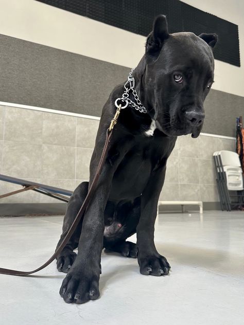 King Corso, Black Cane Corso, Cane Corso Dog Breed, Black Dogs, Big Dog Breeds, Cane Corso Dog, Corso Dog, Dog Mommy, Scary Dogs