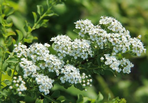 Spirea Plant, Spirea Bush, Acacia Dealbata, Spirea Shrub, Bridal Wreath Spirea, Buddleja Davidii, Lantana Camara, Bridal Wreath, Small Shrubs