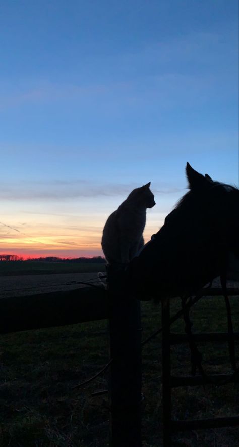 #cat #horse #sunset #aesthetic Red Horse Aesthetic, Cat And Horse, Horse Sunset, Country Sunset, Orange Kittens, Horse Wallpaper, Horse Aesthetic, Sunset Aesthetic, Ranch Life