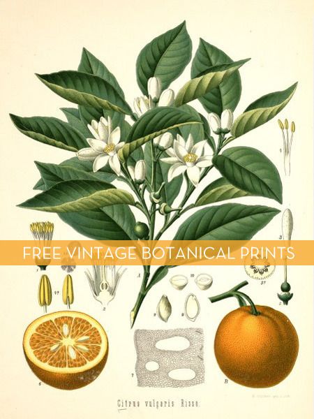 I love vintage botanical prints-beautiful, yet scientific-so, I'm delighted to see that Botanicus has hundreds of free downloads. Just print and frame! (Thx to curbly.com for the tip) Free Botanical Prints, Illustration Botanique Vintage, Botanical Printables, Botanical Plants, Illustration Botanique, Botanical Illustration Vintage, Botanical Art Prints, Vintage Botanical Prints, Orange Tree