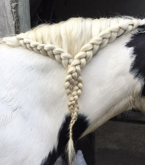 Horse Hairstyles Braids, Horse Hair Braiding Ideas, Horse Hairstyles Ideas, Horse Braiding Ideas, Hairstyles For Horses, Braids For Horses, Horse Braids Mane, Horse Hair Styles, Horse Tail Braid