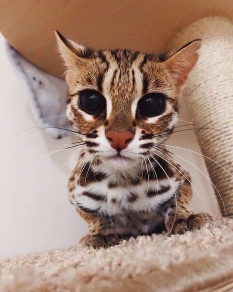 Asian Leopard Cat, Leopard Cat, Exotic Cats, Fish Cat Toy, Silly Animals, Fluffy Animals, Cute Wild Animals, Bengal Cat, Funny Cute Cats