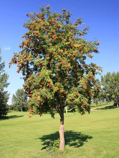 Weeping White Spruce, Mountain Ash Tree, Low Maintenance Yard, Betula Pendula, Red Maple Tree, White Spruce, English Country Cottage, Mountain Ash, Ash Tree