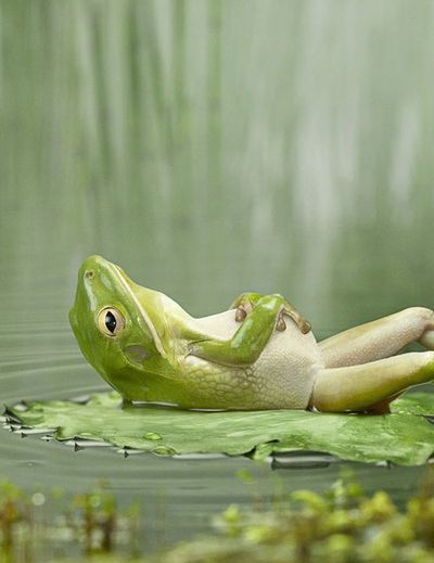 20090501122517 Regnul Animal, Funny Frogs, A Frog, 웃긴 사진, Cute Animal Photos, Cute Animal Pictures, Animal Photo, Amphibians, 귀여운 동물