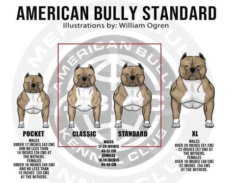 Where does Bullymon puppies and dogs derive from? Subscribe to get the latest update on our breeding, puppies and need. American Bully Pocket, American Bully Dog, Pocket Bully, Bully Breed, Great Health, American Illustration, Male Male, Bully Dog, Bully Breeds