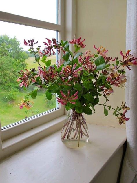 Honeysuckle Cottage, Honeysuckle Flower, Life On The Farm, Flower Vase Arrangements, I Love Your, Vase Arrangements, Flower Therapy, Orchid Plants, Jolie Photo