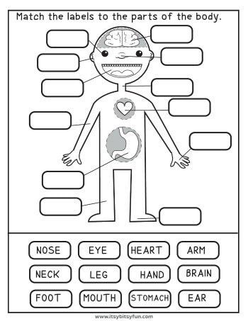 Homeschool Drawing Lessons, 1st Grade Health Worksheets, Health Worksheets For Grade 1, Human Body Worksheets Free Printable, Labor Day Kindergarten Activities, The Human Body Worksheets, 2nd Grade Worksheets Free Printables Science, 123 Homeschool 4 Me Free Printable Preschool Worksheets, Free School Worksheets