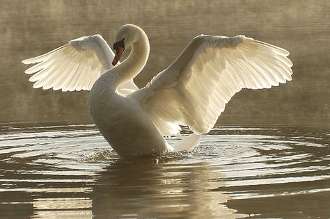 Swan Bird, Animal Ideas Drawing, Swan Reference, Swan Woman, Swan Flying, Flying Swan, Swan Photo, Swans Flying, Swan Art