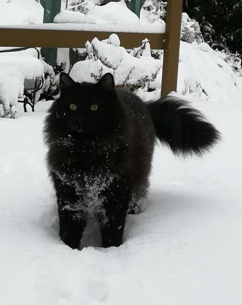 A Black Cat, The Snow, The Things, Talk About, Feline, Black Cat, 10 Things, Black