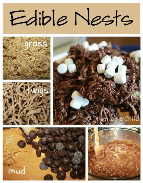 Edible Bird's Nest, Owl Babies, Birds Theme, Nature Ideas, American Birds, Kids Baking, Teen Programs, Food Activities, Train Up A Child