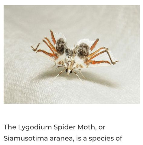 The Lygodium Spider Moth, or Siamusotima aranea, is a species of moth that looks like a spider. A moth with spider leg markings on its wings. It’s meant to trick predators into thinking that they’re a spider. Winged Spider, Spider With Wings, Kai Arts, Spider Legs, Spider Art, Moth