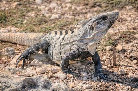 Lizards, Animal Photo, Reptiles, Lounge, Animals, Iguanas