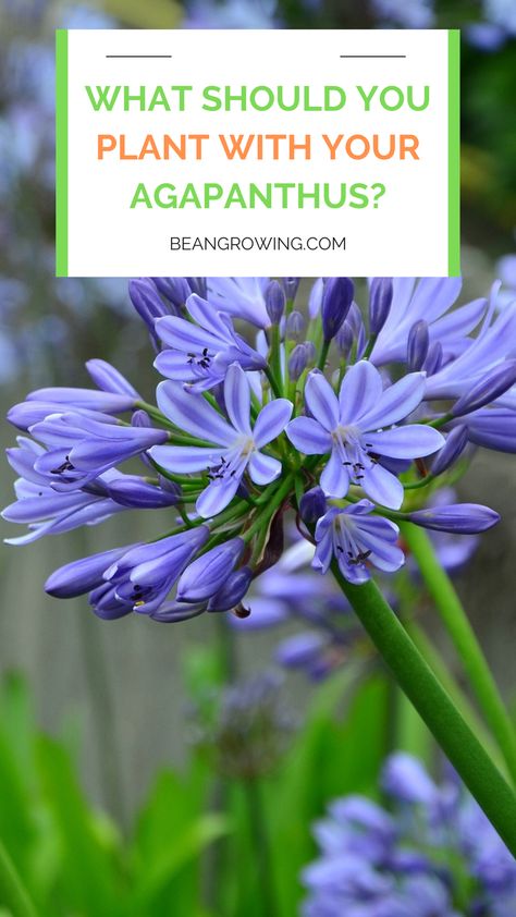 Garden With Agapanthus, What To Plant With Agapanthus, Landscaping With Agapanthus, Agapanthus Garden Ideas, Agapanthus Garden Landscaping, Agapanthus Landscaping Garden Design, African Iris Landscaping Garden Ideas, Shallow Planter Ideas, Agapanthus Border