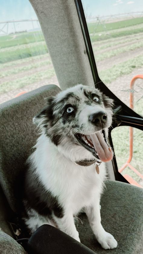 Western Dogs, Ranch Dogs, Cowboy Camp, Country Dogs, Aussie Cattle Dog, Aesthetic Country, Aussie Puppies, Farm Dogs, Dog Pics