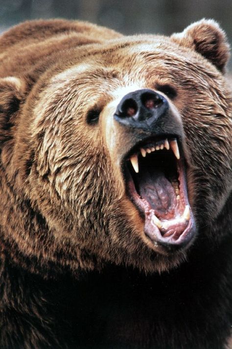 Grizzly bears xoxo For My Bear Angry Grizzly Bear, Angry Bear, Bear Attack, Bear Tattoos, Black Bears, Bear Tattoo, Bear Photos, Bear Pictures, How To Survive