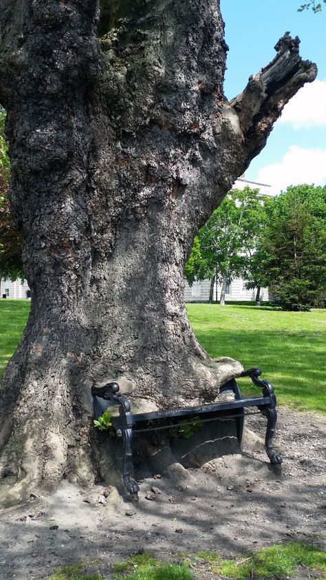 Dublin's hungry tree hidden in the park behind the King's Inn on Henrietta street. Ireland Unique Trees, Tree Hugger, Nature Tree, Green Landscape, Tree Forest, Ireland Travel, Growing Tree, Beautiful Tree, Lush Green