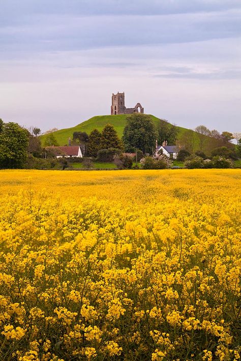 Taunton, Somerset. Somerset Levels, Nature Reference, Somerset England, British Countryside, England And Scotland, English Countryside, British Isles, Mellow Yellow, Wales England